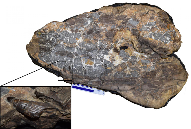 Image: D. Foffa et al., 2017